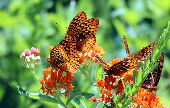 Picture macro, butterfly, flowers, Fritillary red, Fritillary adippa