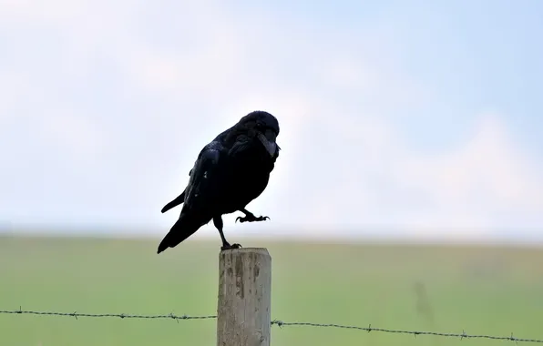 Picture bird, black, post, Raven, barbed, wire