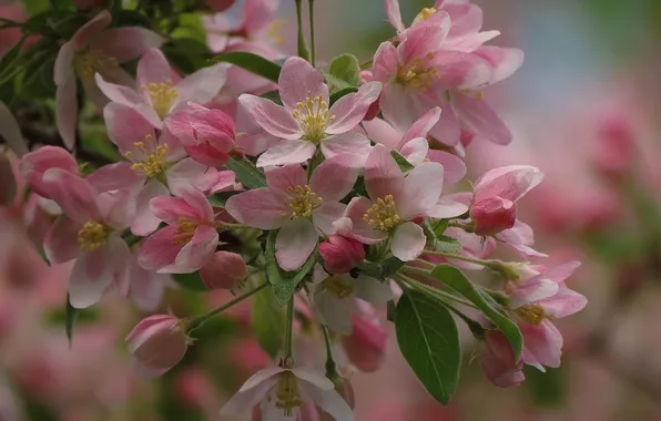 Picture macro, spring, Apple, flowering