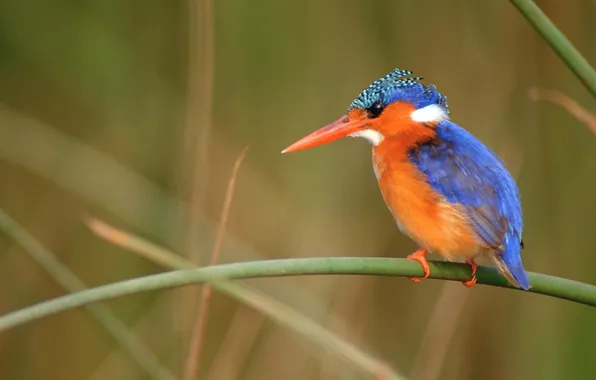 Bird, branch, kingfisher
