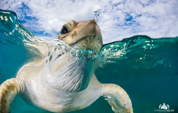 Sea, water, turtle