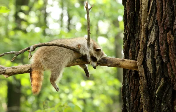 Branch, raccoon, funny