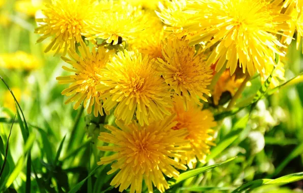 Spring, bright, dandelions