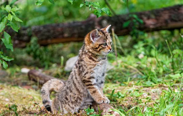 Greens, cat, summer, grass, cat, look, nature, pose