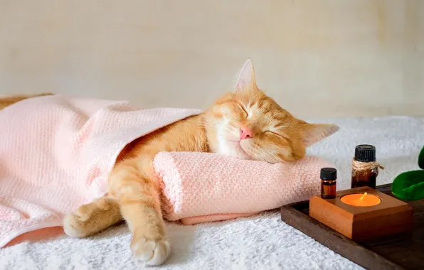 Cat, cat, stay, relax, sleep, candle, towel, blanket
