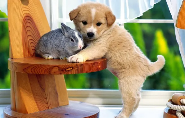 Rabbit, puppy, chair