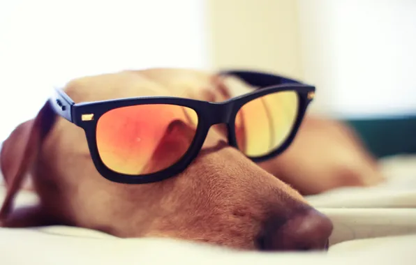Picture GLASSES, DOG, GLASSES, SLEEPING