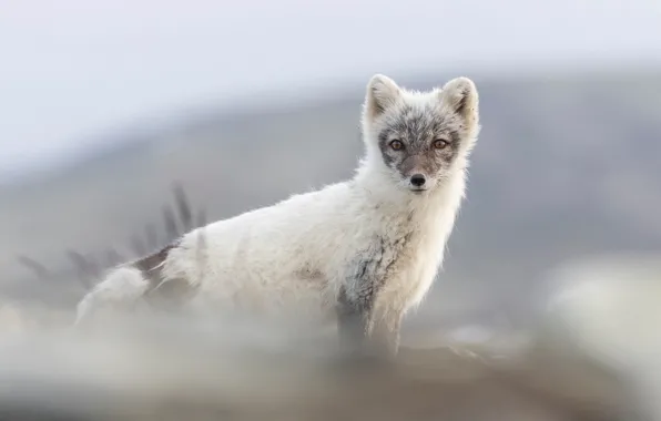 Look, nature, Fox, white with grey