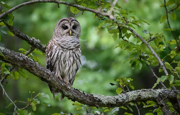 Picture branches, tree, owl, bird, bokeh, A barred owl