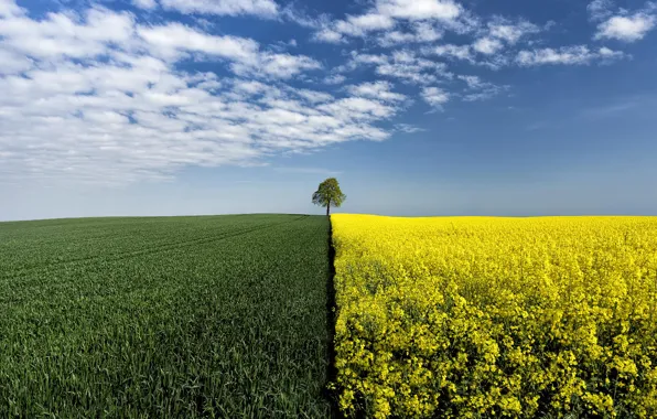 Picture field, tree, border, rape