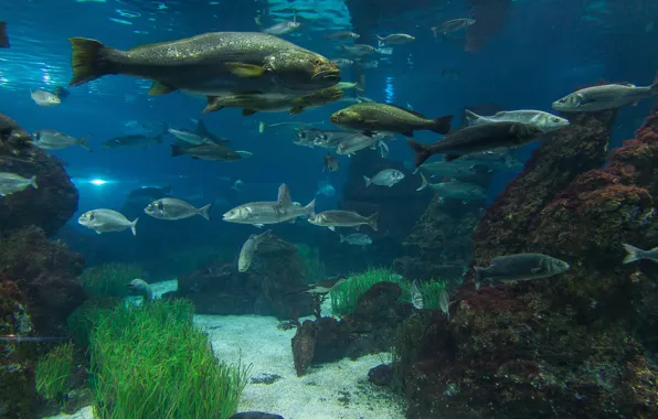 Picture water, algae, stones, aquarium, fish