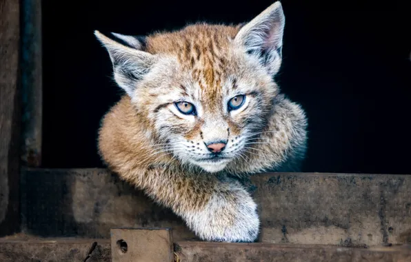 Look, Board, portrait, black background, lynx, face, foot, a small lynx