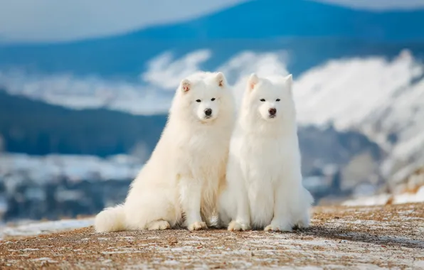 White, pair, breed, Samoyed