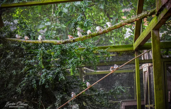 Nature, Birds, Park, Animals, Sorin Ochea Photohraphy