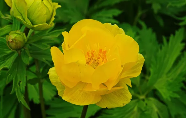 Macro, Yellow flower, Yellow flower