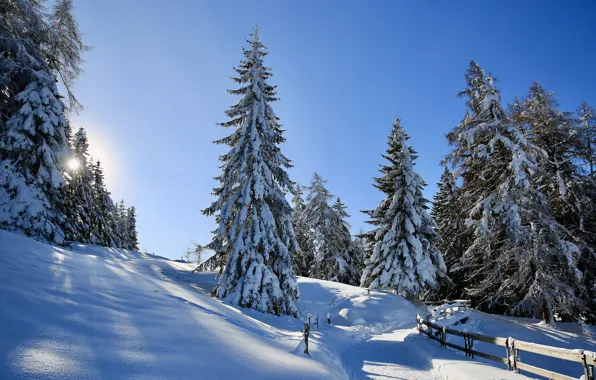 Winter, forest, light, snow, blue, the fence, ate, the fence