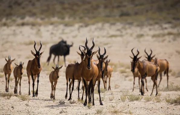 Nature, Africa, antelope