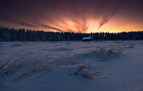 Picture winter, field, forest, the sky, snow, sunset, Fiery Sky