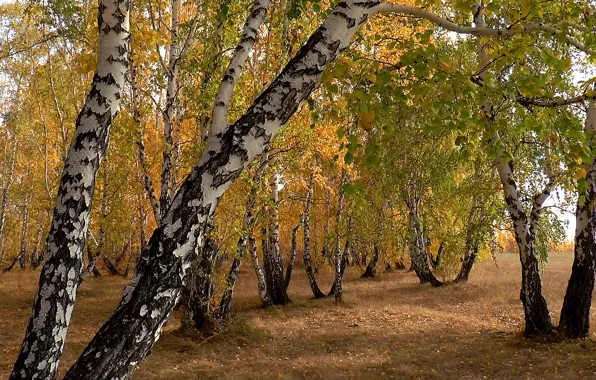 Autumn, nature, background, Siberia, Birch