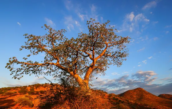 The sky, clouds, tree, Namibia