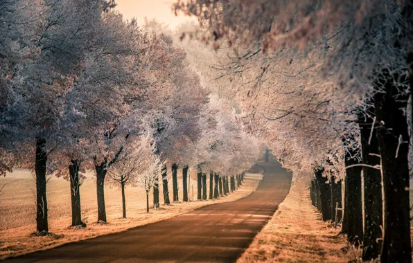 Picture frost, road, nature, fog, morning