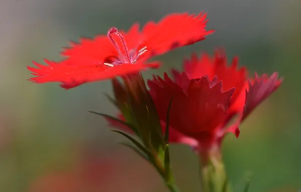 Flowers, nature, petals, Chinese carnation