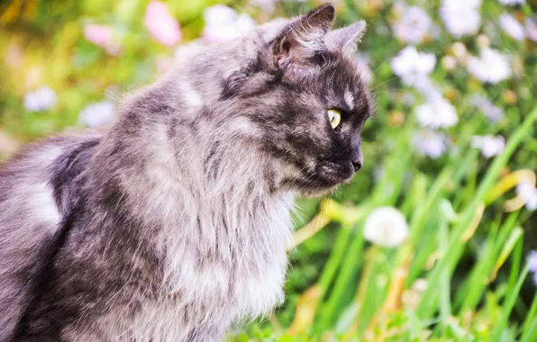 Greens, animals, summer, cats, cute, beautiful, summer, bright