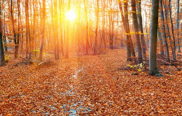 Picture autumn, forest, leaves, trees, foliage, yellow, the rays of the sun