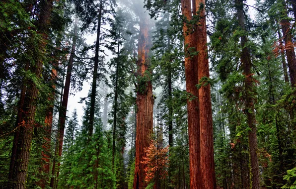 Forest, trees, nature, trunk, Sequoia