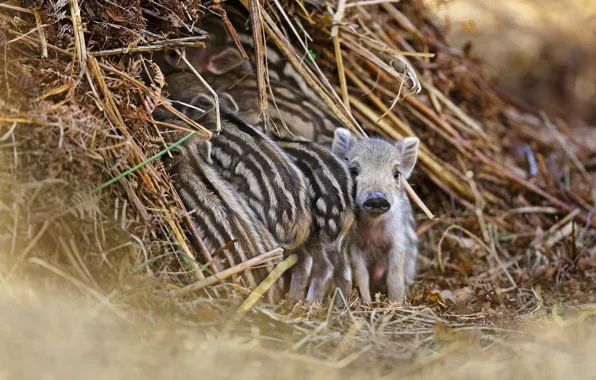 Hay, straw, boar, kids, a lot, a lot of small, cubs, hog