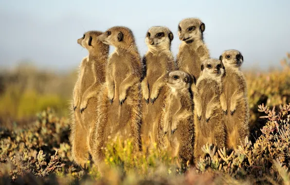 Meerkats, stand, cute, funny, Zverkov