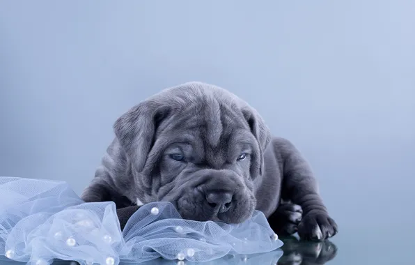 Wallpaper animal dog puppy cub cane Corso Anna Oris for