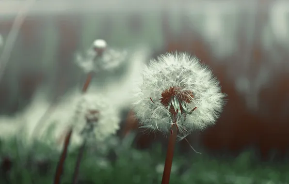 Dandelion, fluff, whisk