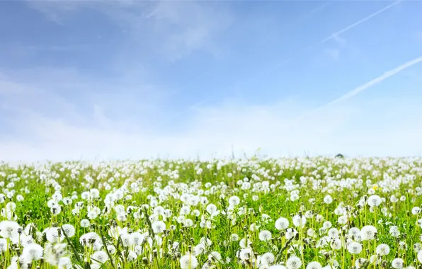 The sky, grass, flowers, nature, landscapes, field
