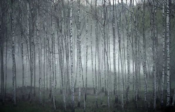 Fog, birch, grove