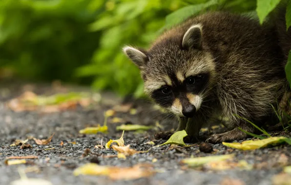 Picture autumn, look, face, leaves, nature, pose, background, raccoon