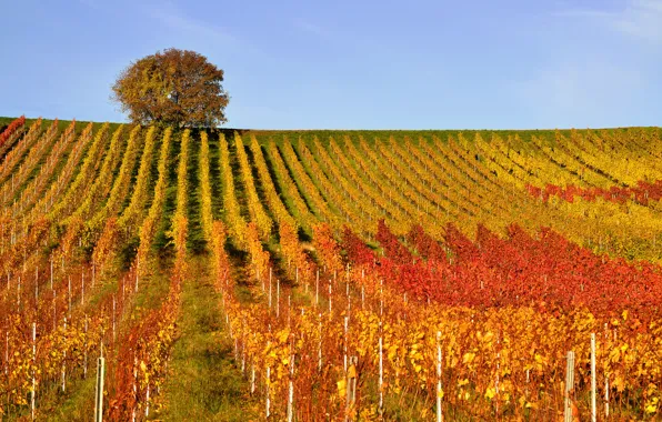 Autumn, tree, hills, vineyard
