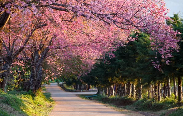 Wallpaper trees, flowers, branches, Park, spring, Japan, Sakura, Asia ...