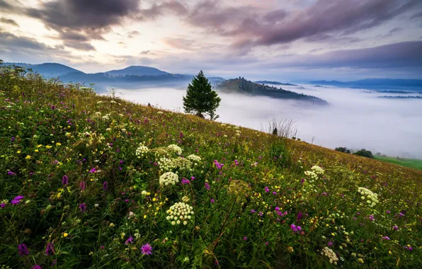 Clouds, landscape, flowers, mountains, nature, fog, tree, morning