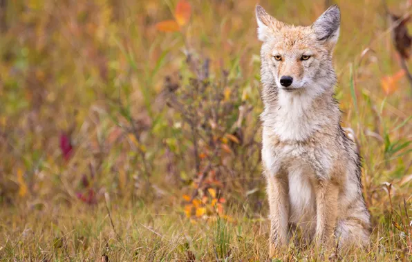 Picture autumn, grass, pose, vegetation, wolf, sitting, coyote