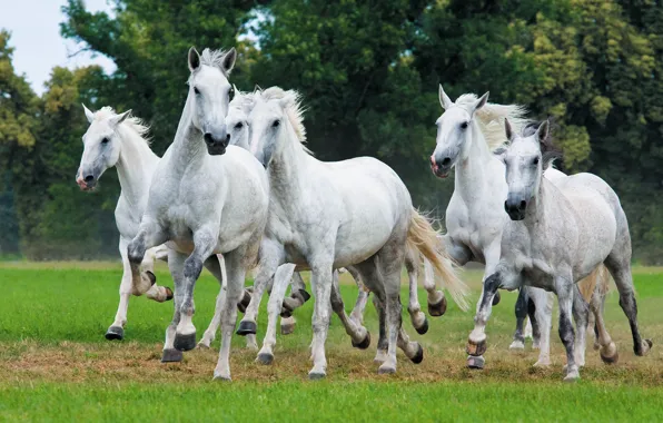 Grass, nature, horses, horse, white, gallop, the herd, the herd