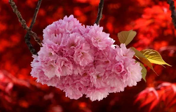 Picture branches, Sakura, red background