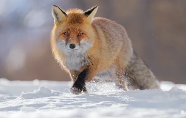 Winter, snow, Fox, Fox