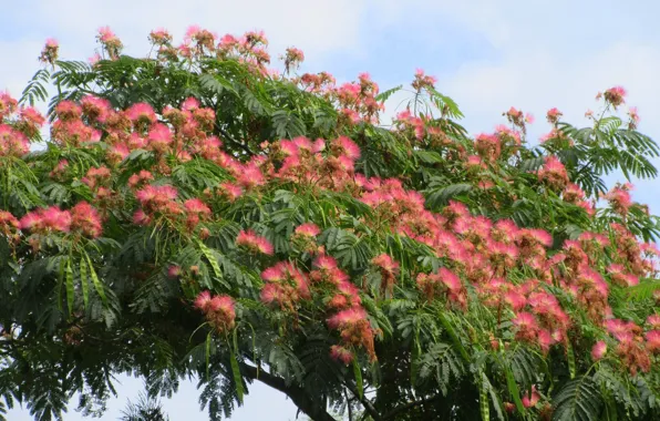 Acacia, Meduzanol ©, Summer 2018