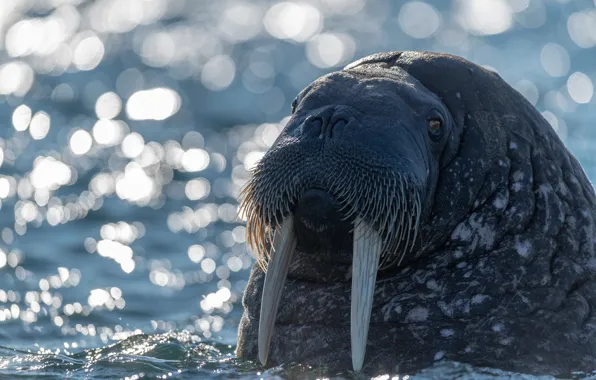 Look, face, water, light, portrait, walrus, fangs, pond
