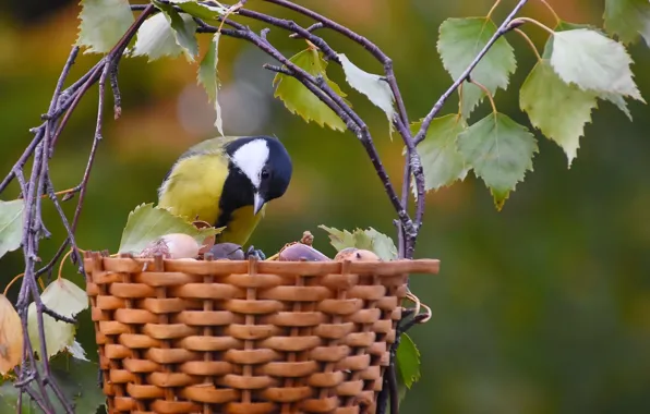 Autumn, birds, nature, tit