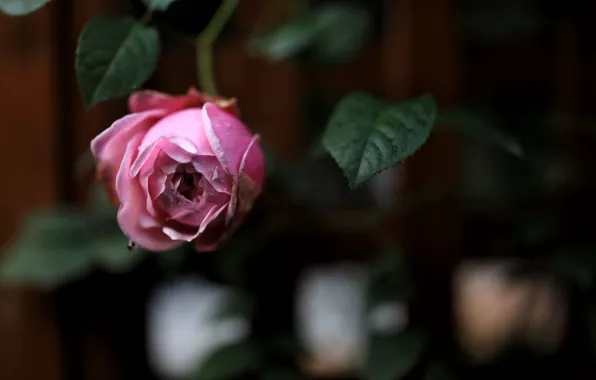 Leaves, blurred background, pink rose