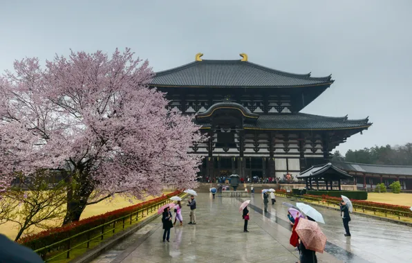 Picture Sakura, Japan, Japan, Architecture, Sakura, Nara, Nara, Architecture