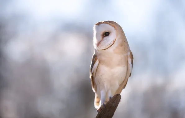 Owl, bird, light background, bokeh, the barn owl