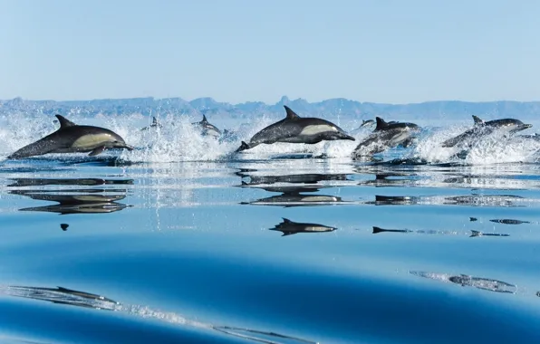 Picture sea, drops, squirt, speed, pack, dolphins, jumping